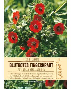 Sortenschild, Potentilla atrosanguinea