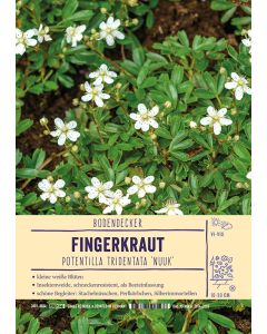 Sortenschild, Potentilla tridentata 'Nuuk'