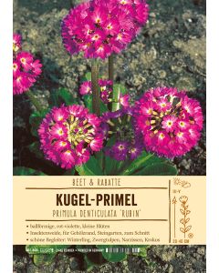 Sortenschild, Primula denticulata 'Rubin'
