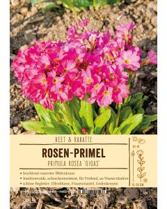 Sortenschild, Primula rosea 'Gigas'