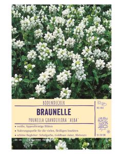 Sortenschild, Prunella grandifl. 'Alba'