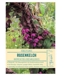 Sortenschild, Rhodochiton atrosanguineus