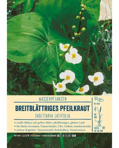 Sortenschild, Sagittaria latifolia