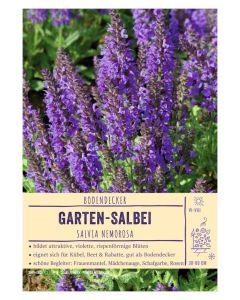 Sortenschild, Salvia nemorosa