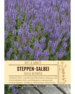 Sortenschild, Salvia nemorosa