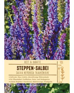Sortenschild, Salvia nemorosa 'Blauk?nigin'