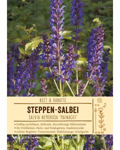 Sortenschild, Salvia nemorosa 'Mainacht'