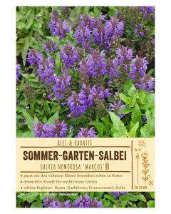 Sortenschild, Salvia nemorosa 'Marcus'®