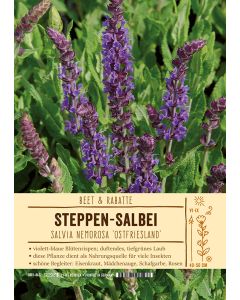 Sortenschild, Salvia nemorosa 'Ostfriesland'