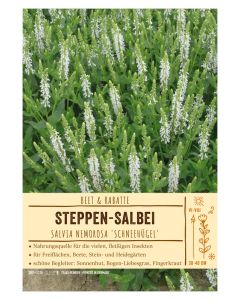 Sortenschild, Salvia nemorosa 'Schneehügel'