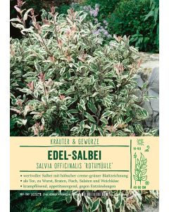 Sortenschild, Salvia officinalis 'Rotmühle'