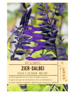 Sortenschild, Salvia x cultorum 'Amistad'