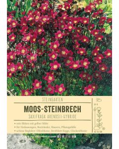 Sortenschild, Saxifraga Arendsii