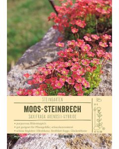Sortenschild, Saxifraga Arendsii-Hybride