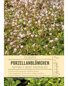 Sortenschild, Saxifraga x urbium 'Aureopunctata'