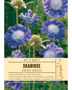 Sortenschild, Scabiosa caucasica