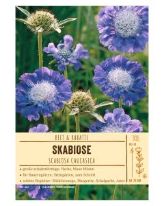 Sortenschild, Scabiosa caucasica