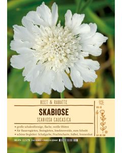 Sortenschild, Scabiosa caucasica