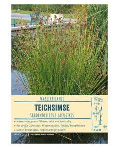 Sortenschild, Scirpus lacustris