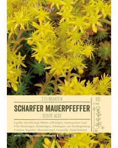 Sortenschild, Sedum acre