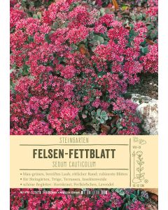 Sortenschild, Sedum cauticolum