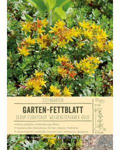 Sortenschild, Sedum floriferum 'Weihenstephaner Gold'