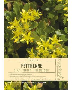 Sortenschild, Sedum hybridum 'Immergrünchen'