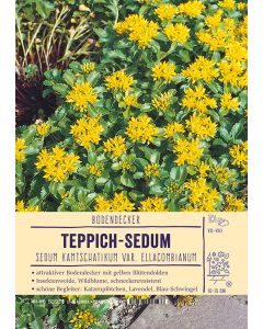 Sortenschild, Sedum kamtschatikum var. ellacombianum