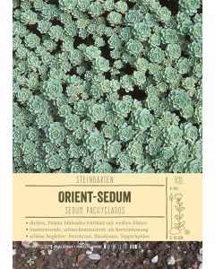 Sortenschild, Sedum pachyclados