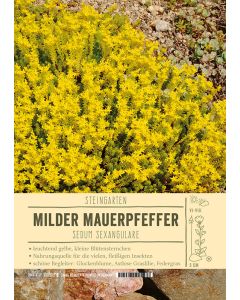 Sortenschild, Sedum sexangulare