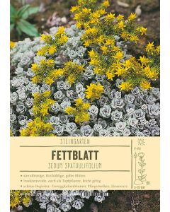 Sortenschild, Sedum spathulifolium