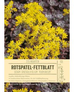 Sortenschild, Sedum spathulifolium 'Purpureum'