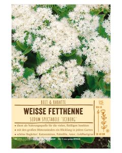 Sortenschild, Sedum Spect. 'iceberg'