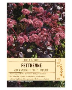 Sortenschild, Sedum spectabile 'Purple Emperor'