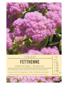 Sortenschild, Sedum spectabile 'Rosenteller'