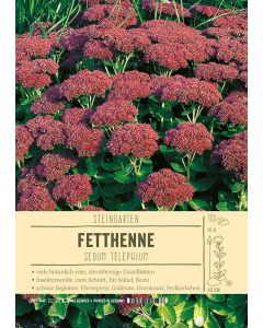 Sortenschild, Sedum telephium