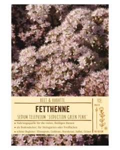 Sortenschild, Sedum telephium 'Seduction Green Pink'