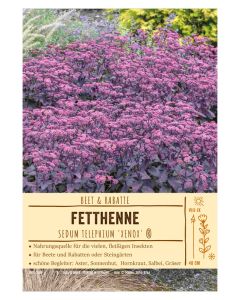 Sortenschild, Sedum telephium 'Xenox' ®