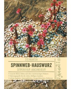 Sortenschild, Sempervivum arachnoideum