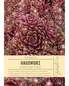Sortenschild, Sempervivum Hybride