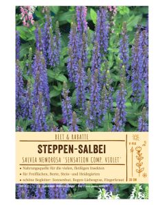 Sortenschild, 'Sensation compact violet'