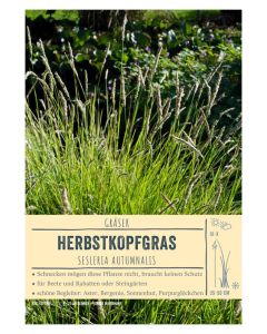 Sortenschild, Sesleria autumnalis