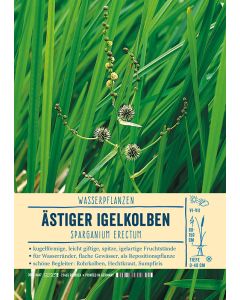 Sortenschild, Sparganium erectum