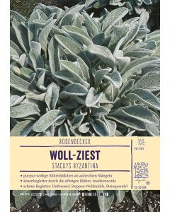 Sortenschild, Stachys byzantina