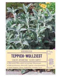 Sortenschild, Stachys byzantina 'Silver Carpet'