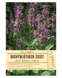 Sortenschild, Stachys monnieri 'Hummelo'