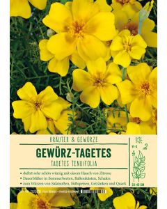Sortenschild, Tagetes tenuifolia