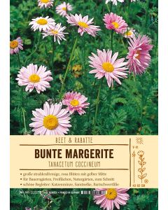 Sortenschild, Tanacetum coccineum