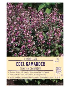 Sortenschild, Teucrium chamaedrys