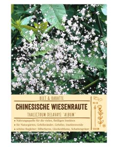 Sortenschild, Thalictrum delavayi 'Album'